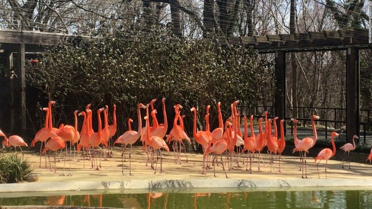 スミソニアン国立動物園が飼育するフラミンゴなど鳥類２５羽がキツネに襲われ死んだ/The Smithsonian's National Zoo