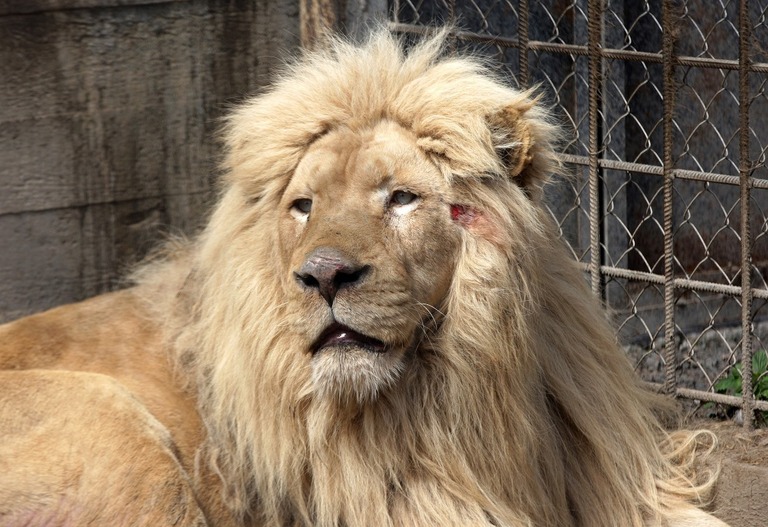 戦闘の続くウクライナ東部から救出され、オデーサの動物園に到着したライオンの１頭/Str/NurPhoto via Getty Images