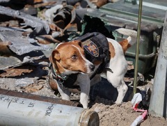ウクライナ大統領、爆発物探知犬「パトロン」を表彰