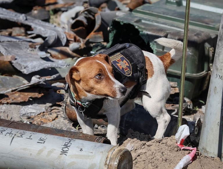 爆発物探知犬「パトロン」/Gleb Garanich/Reuters