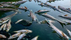 これらの死んだ魚は、西ケープ州の乾燥地帯にあるグーリッツ川で撮影された。シェルトン氏によると、死因は過剰な取水と有害な藻類の発生だという