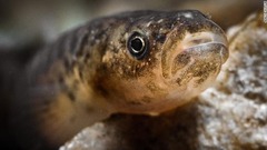 淡水魚に注目することへの重要性はますます高まっている。写真は南アフリカの西ケープ州にあるソンデレンド川で撮影されたケープ・ギャラクシアス