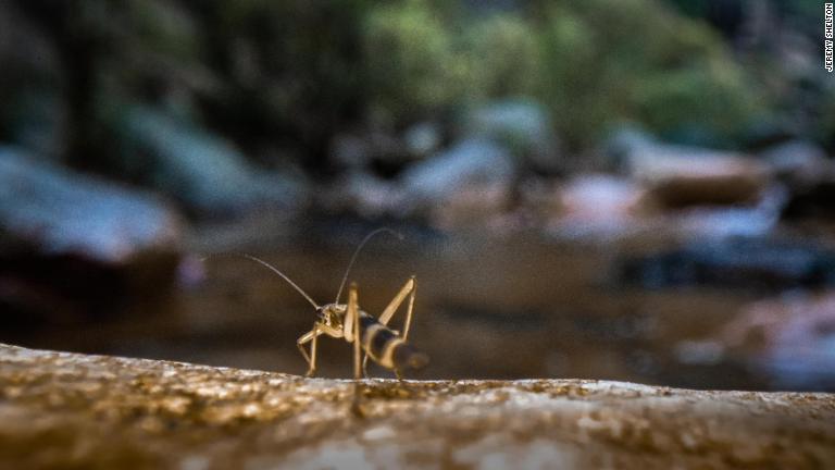 カワゲラ(写真)は、水質の健全度を表す指標として機能しており、カワゲラが生息するということは、水質が良好で人間が利用するのに適していることを示している。シェルトン氏によると、カワゲラがいなくなった場合、それは汚染や妨害の兆候だという/Jeremy Shelton