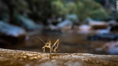 カワゲラ（写真）は、水質の健全度を表す指標として機能しており、カワゲラが生息するということは、水質が良好で人間が利用するのに適していることを示している。シェルトン氏によると、カワゲラがいなくなった場合、それは汚染や妨害の兆候だという