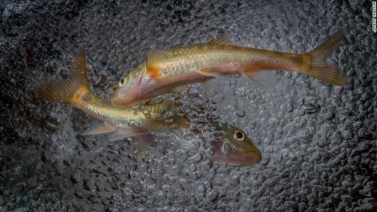 淡水魚は、色鮮やかで見栄えの良い海水魚に押され、自然保護活動家からは軽視されがちだ。生物学者で写真家のジェレミー・シェルトン氏は、このブリーデリバー・レッドフィンのような淡水魚を撮影し、そうした傾向に逆らっている/Jeremy Shelton