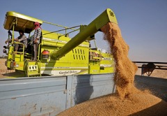 インド、価格上昇受けて小麦輸出を禁止　生産量は世界２位