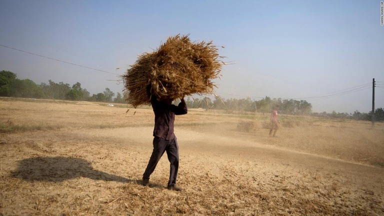 熱波により小麦の収穫量が減少した＝４月２８日、インド・ジャム郊外/Channi Anand/AP