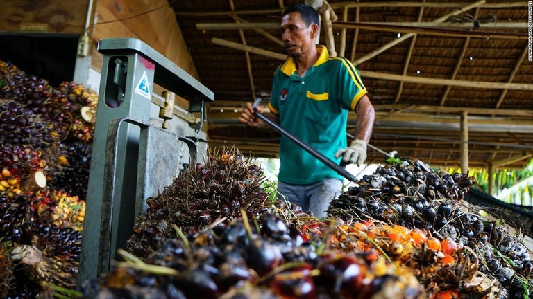 パーム油の原料の重さを量る労働者＝１２日、インドネシア・アチェ州の農場/Azwar Ipank/AFP/Getty Images
