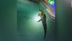 民家のプールに巨大ワニ、フェンス破って一泳ぎ　米フロリダ州