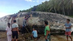 マッコウクジラの死骸が相次ぎ漂着、胃の中からプラごみも　フィリピン