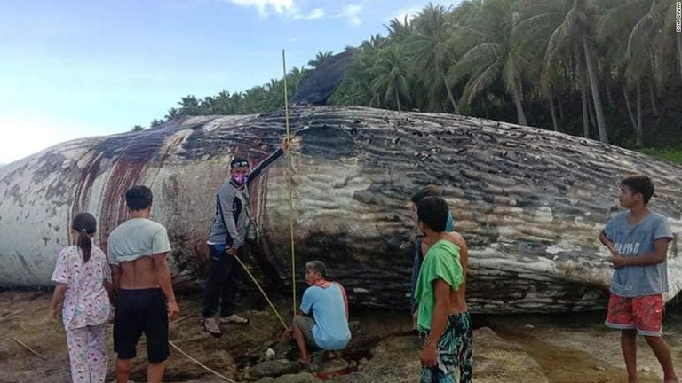今月２１日、比ダバオに打ち上げられたマッコウクジラの死骸/DENR Davao