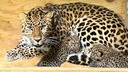 絶滅危惧のアムールヒョウ、子ども２匹誕生　米動物園