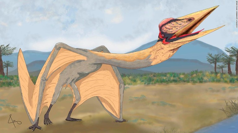 空飛ぶ「死のドラゴン」と呼ばれる巨大な翼竜の化石は、南米で見つかった翼竜の種としてはこれまでで最大だという/Courtesy Leonardo Ortiz David