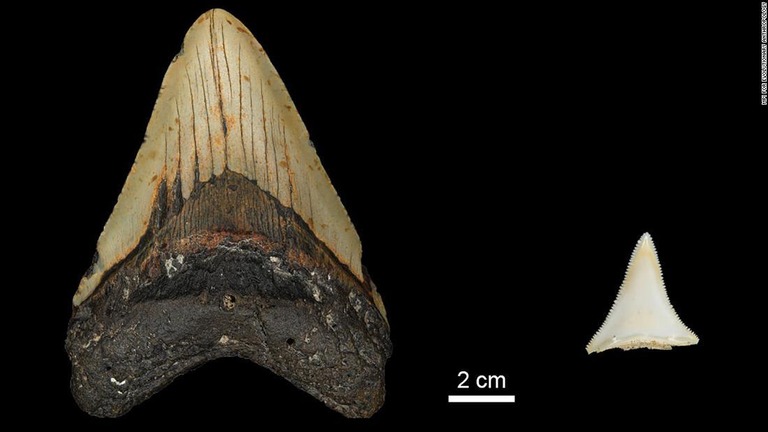 絶滅したメガロドンの歯（左）と現代の‎ホホジロザメの歯（左）/MPI for Evolutionary Anthropology