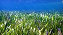 世界最大の植物、オーストラリアで発見　クローン繁殖で全長１８０キロ