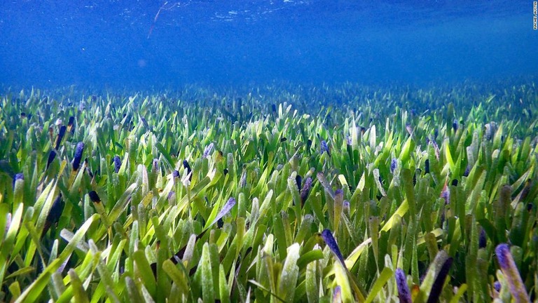 海草「ポシドニア・オーストラリス」が広範囲に繁殖する豪シャーク湾の海中の画像/Rachel Austin