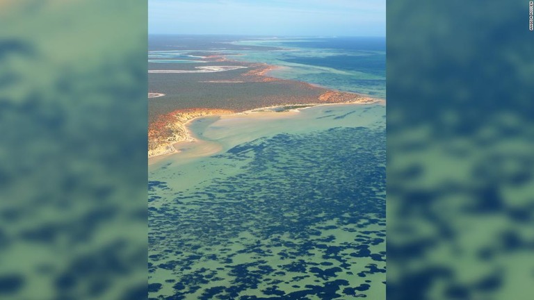 湾を上空から眺めると、海草の茂る部分が暗い色合いの斑点のように見える/Angela Rossen