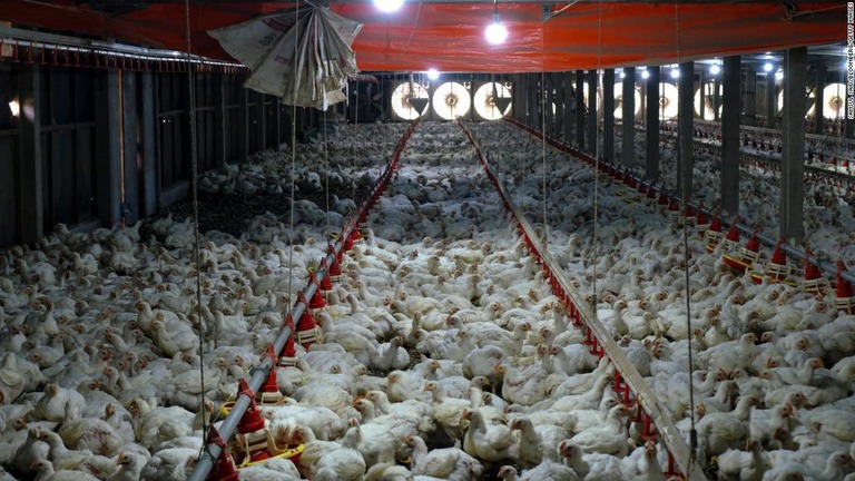 マレーシアの養鶏場で飼育される大量の鶏/Samsul Said/Bloomberg/Getty Images