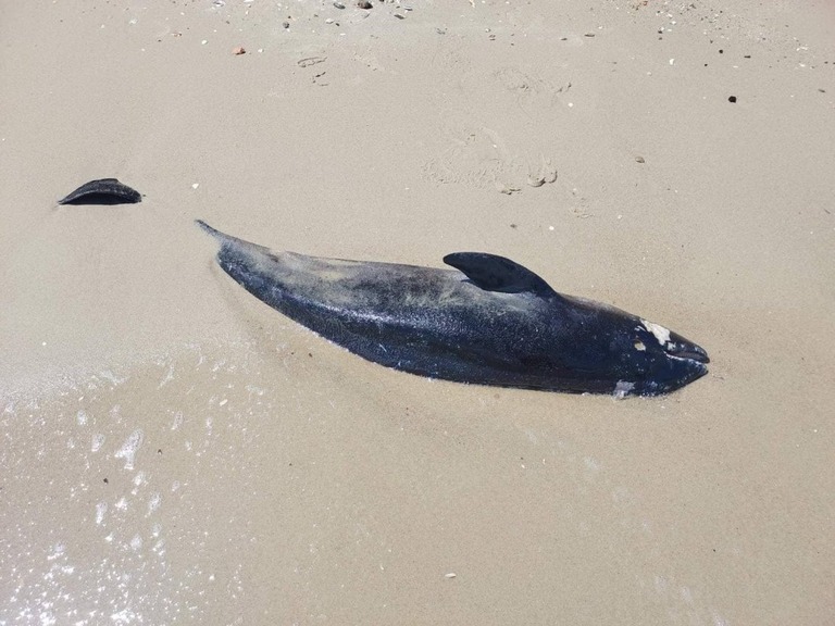 黒海沿岸に打ち上げられた死んだイルカ