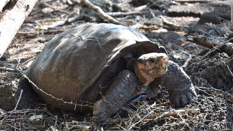 フェルナンダは他のゾウガメと比較して遺伝的に大きな違いがみられた/Galapagos Conservancy