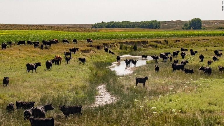 米カンザス州南西部で少なくとも２０００頭の畜牛が死んだことが分かった/Adobe Stock