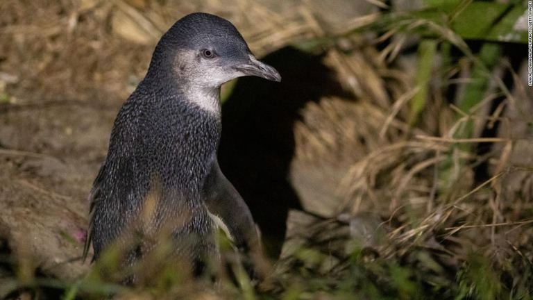 ニュージーランド北部の海岸に多数のコガタペンギンの死骸が漂着した/Sanka Vidanagama/NurPhoto/Getty Images