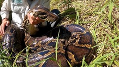 巨大ニシキヘビを捕獲、フロリダ州史上最大　米