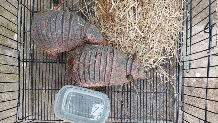 タイの空港でスーツケースの中から生き物がみつかり女２人が逮捕された/Department of Natural Parks and Wildlife Conservation