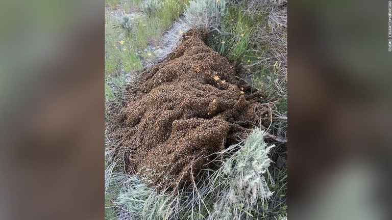 高速道路でトラックが横転し、運んでいたミツバチ１０００万匹が飛び出す騒ぎがあった　/Wasatch Beewatchers' Association