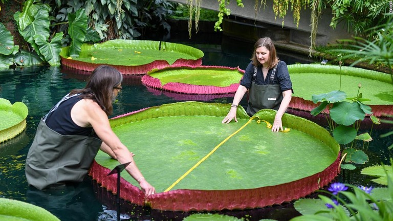 世界最大種のスイレン「ビクトリア・ボリビアーナ」の葉は直径約３メートルに達する/RBG Kew