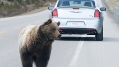 野生動物のための「横断歩道」、ハイイログマの生命線に　カナダ
