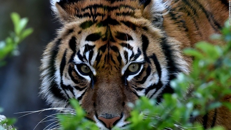 ２０１６年３月３１日にローマ動物園で撮影されたスマトラトラのティラ/TIZIANA FABI/AFP/Getty Images