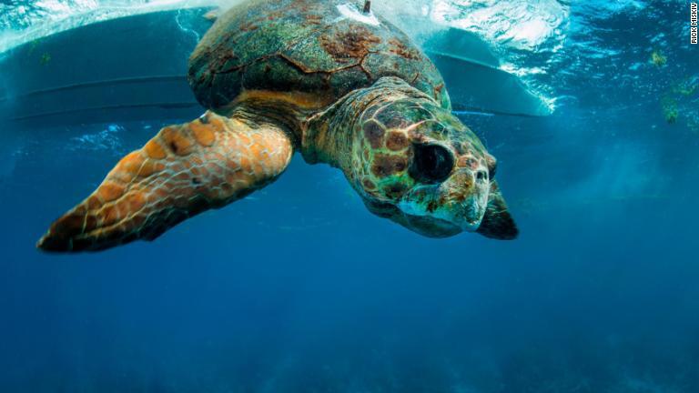 こちらのアカウミガメは、マーアライアンスが行動を追跡している海洋生物の中でも最も大きな種類のひとつだ/Rick Miskiv