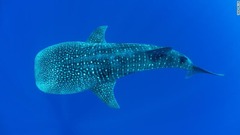 ジンベエザメは、メキシコやベリーズ、ホンジュラスで保護の対象となっている