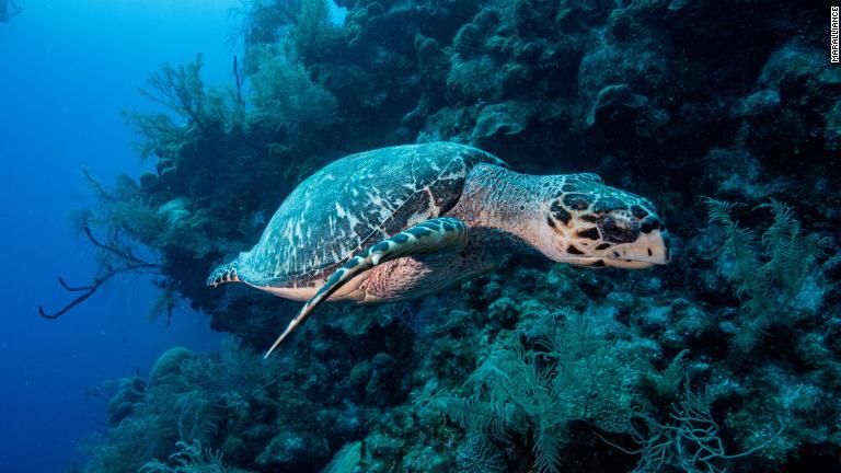 タイマイなども海洋生物もこのルートを利用している/MarAlliance