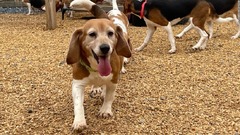 ビーグル犬４千匹を米研究施設から保護　劣悪な飼育環境、子犬が原因不明の大量死