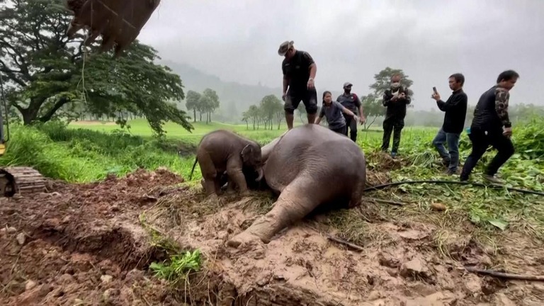 子ゾウを守ろうとした母親が失神、獣医師が足で「心肺蘇生」 - CNN.co.jp