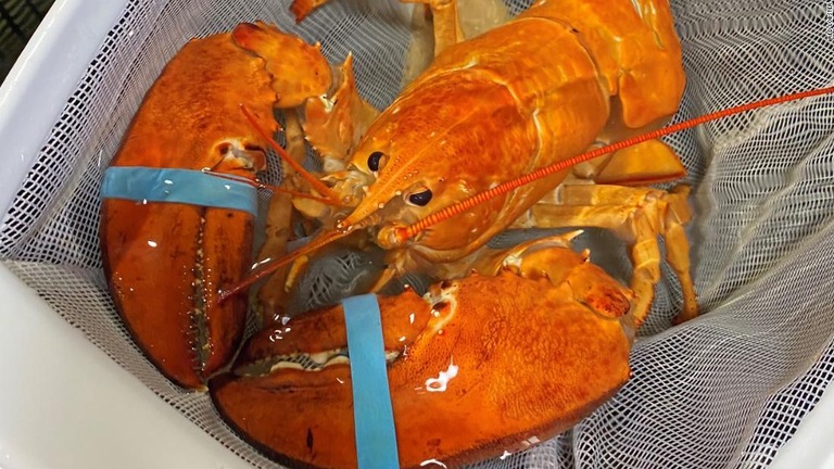 珍しいオレンジ色のロブスターが発見された/Red Lobster