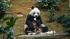３５歳のジャイアントパンダ、安楽死　世界最高齢のオス　香港