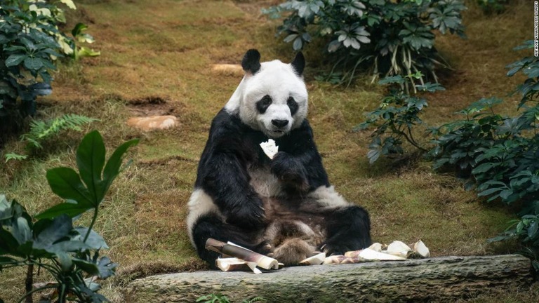 香港のテーマパーク「オーシャンパーク」のオスのジャイアントパンダ「安安（アンアン）」が２１日死亡した/Anthony Kwan/Getty Images
