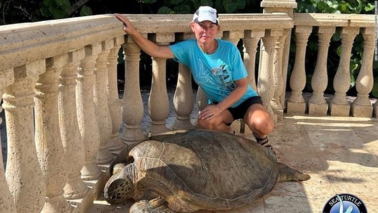 ウミガメ保護のボランティアが少量の水をかけて冷やしている様子/Sea Turtle Preservation Society/Facebook