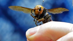 昆虫学会、オオスズメバチの英名を変更　「アジアン」改め「ノーザン」に