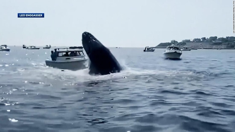 ザトウクジラが水中からジャンプし、ボートの船首部分に乗り上げた/Leo Enggasser/Amazing Animals+/TMX