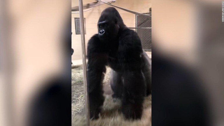 地面を滑って来園者に迫るゴリラの動画が「ティックトック」で話題に/TikTok/@its_just_me0215 