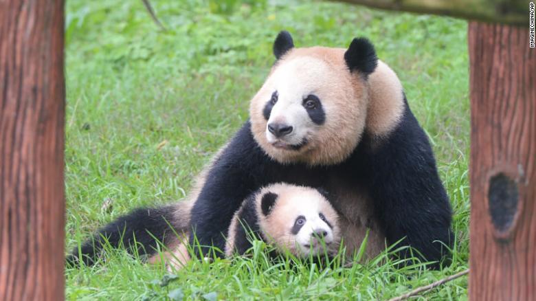 中国・重慶の動物園で生後５カ月の赤ちゃんパンダの面倒を見る母パンダ＝２０１６年１月１７日撮影/Imaginechina/AP
