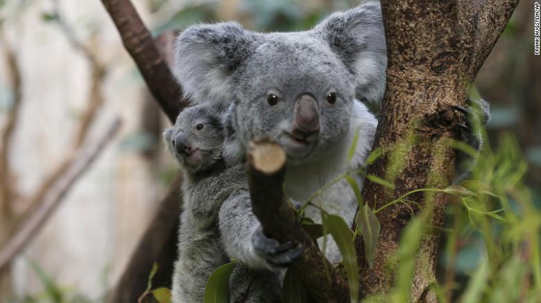 ドイツ・デュイスブルクの動物園で暮らすコアラの母子＝２０１３年３月２７日撮影/Frank Augstein/AP