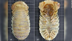 メキシコのユカタン半島沖で発見された「バシノモス・ユカタネンシス」