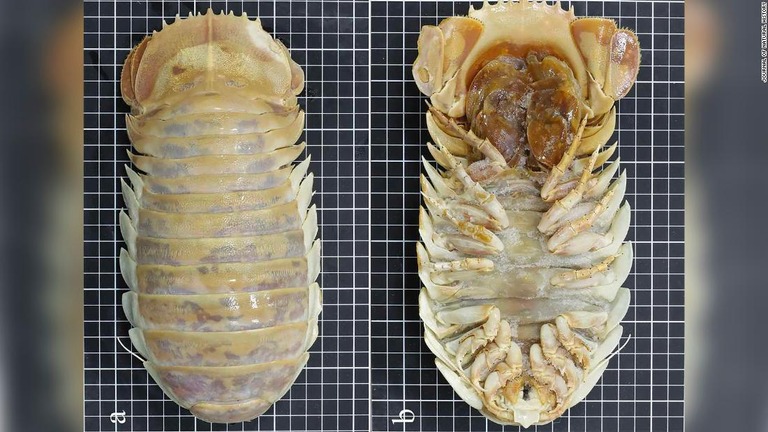 メキシコのユカタン半島沖で発見された「バシノモス・ユカタネンシス」/Journal of Natural History