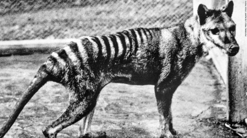 絶滅したフクロオオカミ、遺伝子編集で復活目指す　オーストラリア