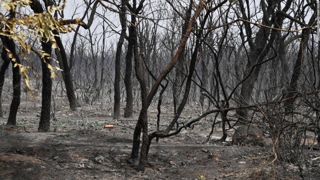 森林火災＝１７日、アルジェリアのエルカラ市近郊/RYAD KRAMDI/AFP via Getty Images